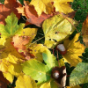 Naturschutz im Herbst im eigenen Garten