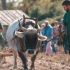 Zeiteninsel – Archäologisches Freilichtmuseum Marburger Land im April mit Vortrag und Kurs