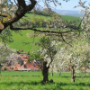 Schutz der Biodiversität mit Baumkulturen