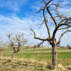 Pflegeprojekt Streuobstwiesen bei Kirchhain