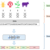 Neues KI-Tool „Helixer“ sagt Genannotation voraus – Publikation in in Nature Methods