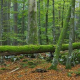 Greenpeace zeigt Multivision Europas wilde Wälder