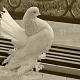 Märchenhaftes von Huhn, Taube und Co