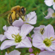 Problematische Abhängigkeit von der Honigbiene in der Landwirtschaft