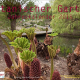 Sternbald Verlag: Kalender Botanischer Garten 2015 beinahe ausverkauft