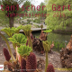 Präsentation zum ‚Kalender Botanischer Garten 2015‘ jetzt im Garten-Café