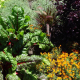 Urban Gardening in Marburg: Kräuter, Obst und Gemüse im öffentlichen Raum
