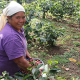 Vortrag: Arbeits- und Lebensbedingungen von Kaffeebäuerinnen in Honduras