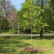 Acht Bäume im Vitos-Park Marburg gepflanzt