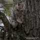 Wildkatzenerfassung im Krofdorfer Forst höchst erfolgreich – bislang 50 verschiedene Wildkatzen nachgewiesen