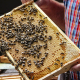 Lebensraum für Bienen im Park der Kreisverwaltung Biedenkopf 