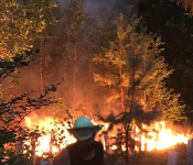 Warum unsere Wälder wirklich brennen