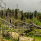 Zur Notwendigkeit einer klimagerechten Waldbewirtschaftung – Ein Wissenschaftlicher Brief