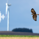 Artenschutz und Windenergie: Künstliche Intelligenz soll sensible Vogelarten erfassen