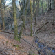 Waldspaziergang durch Naturschutzgebiet Teufelsgraben am 29. April