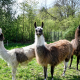 Landschaftspflege mit Lamas im Neuen Botanischen Garten