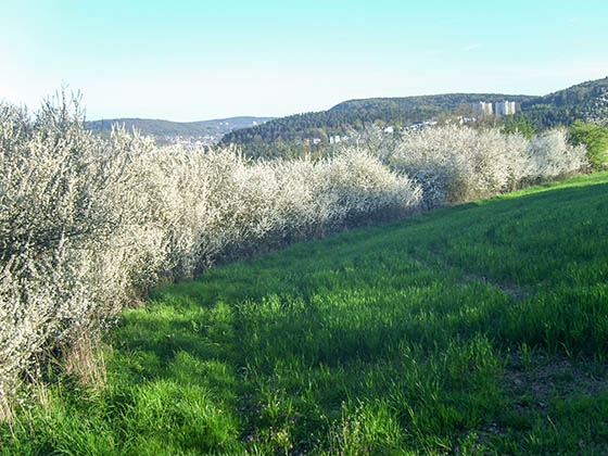 Weinstraße bei Wehrda