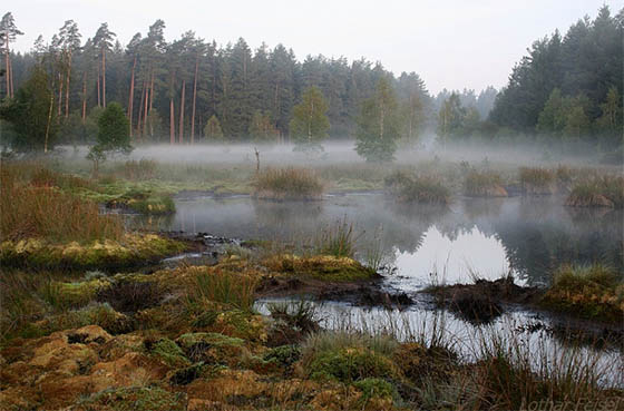 Moor im Burgwald