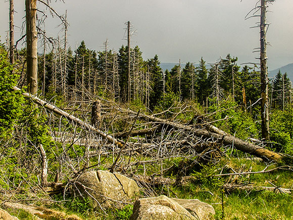 Nationalpark Harz