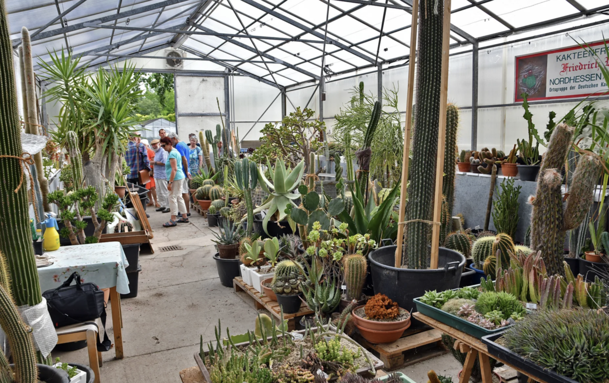 Neubau der Gewchshuser im Botanischen Garten Kassel startet - das  Marburger.
