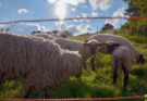 Tiere brauchen Schatten und Wasser an den Hitzetagen